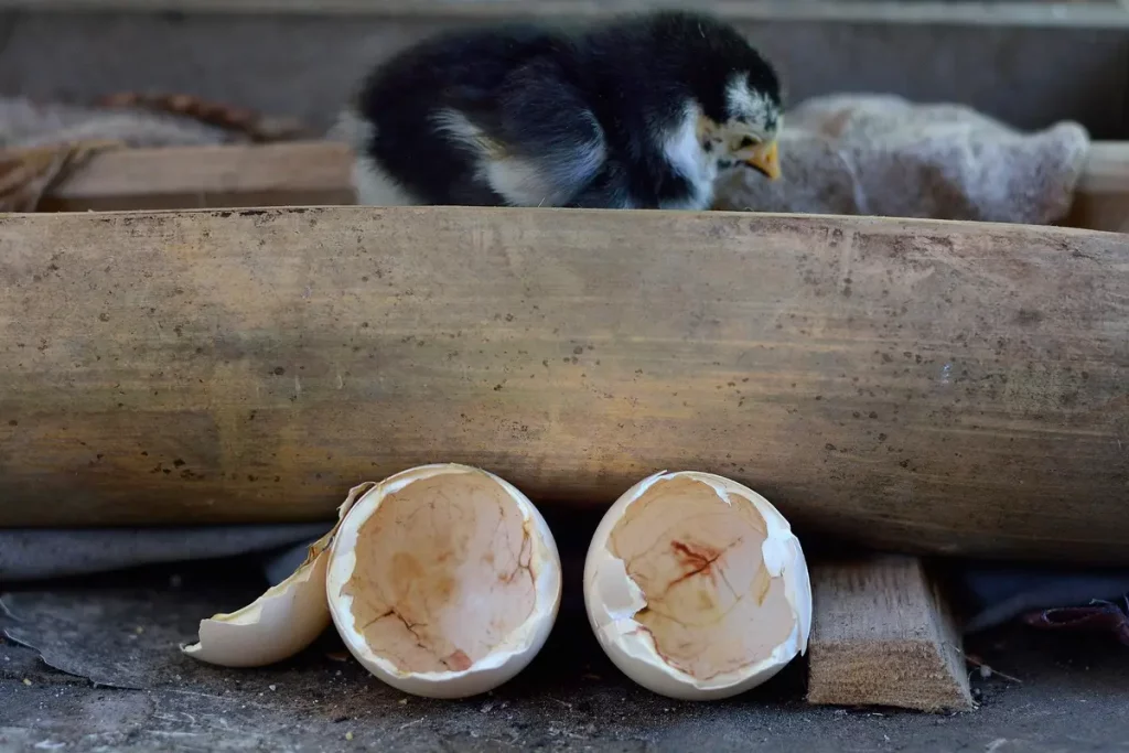 civet lièvre cocotte grand-mère rustique