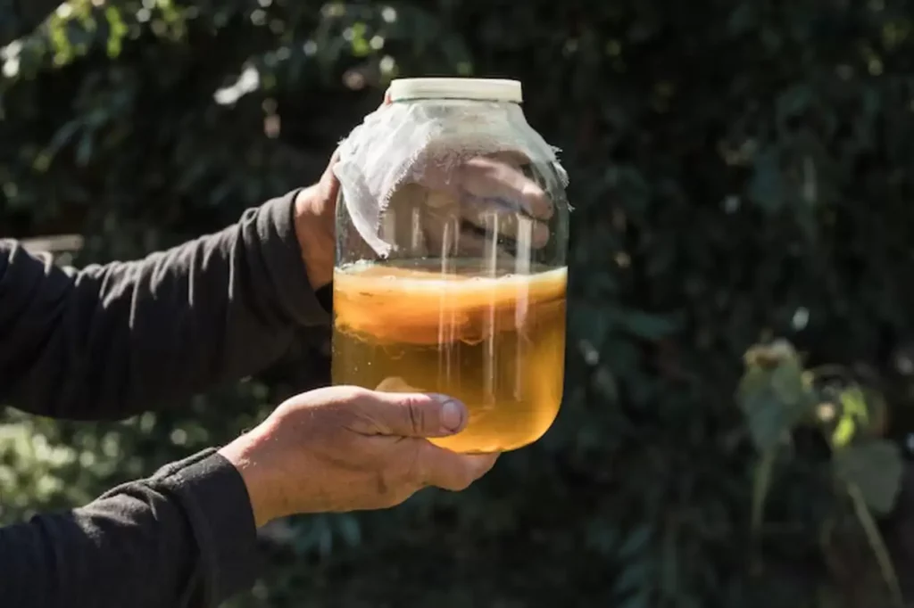 Homemade fermented kombucha or cider in a glass. Kombucha tea are Source of probiotics, High in antioxidants and Contains vitamins and minerals.