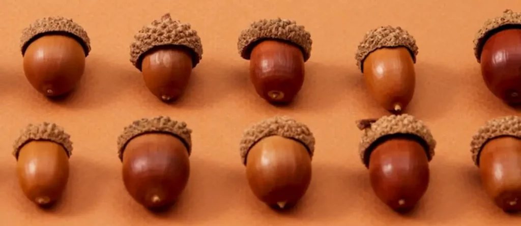 châtaigne marron bogue comparaison