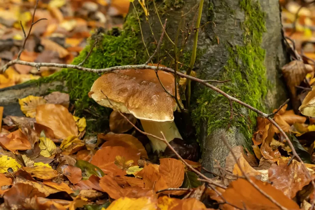 Champignons de saison : les reconnaître et bien les cuisiner