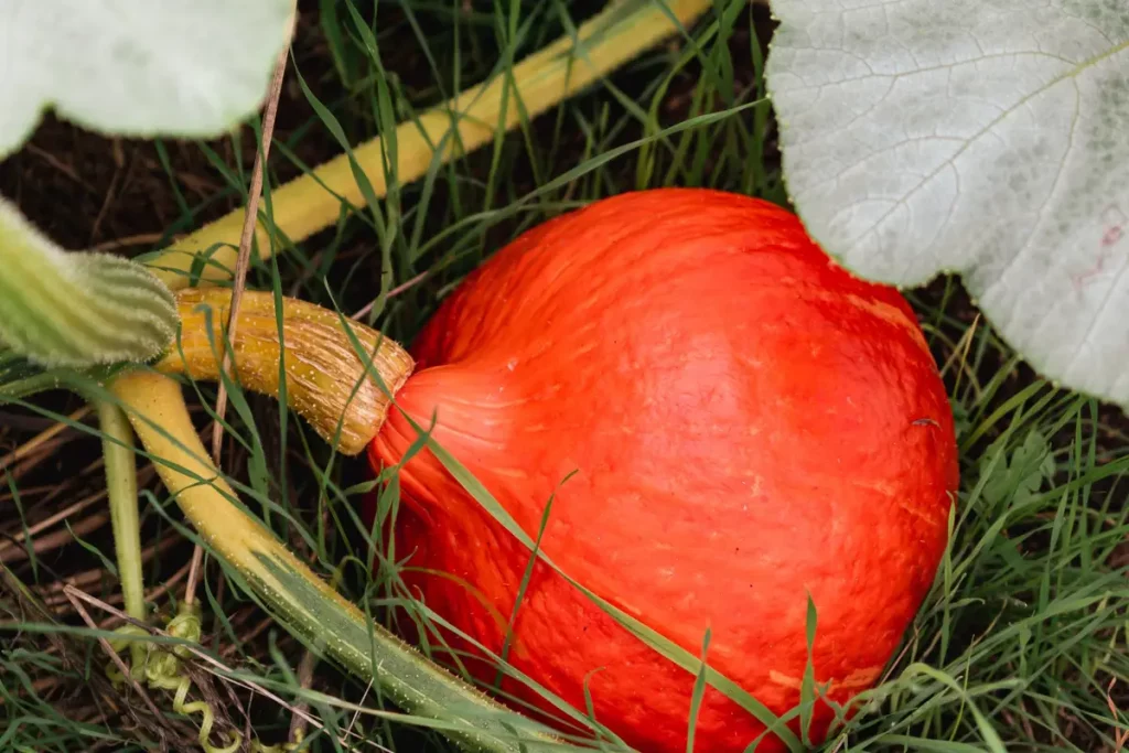 Potimarron : 8 façons de le cuisiner (et on garde la peau)